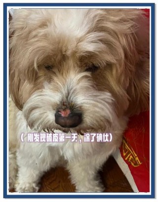 狗狗鼻子脱皮是怎么回事，（狗狗鼻子脱皮是什么原因）