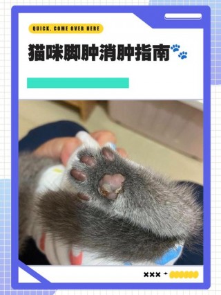猫咪肉芽肿能自愈吗？猫咪肉芽肿的治疗方法（最新）