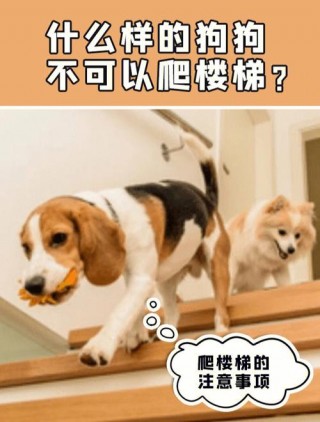 狗狗爬楼梯好吗，狗爬楼梯对身体有害吗？