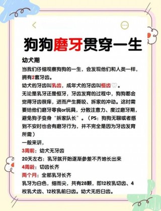 狗狗多大开始磨牙，狗狗多大开始磨牙合适？