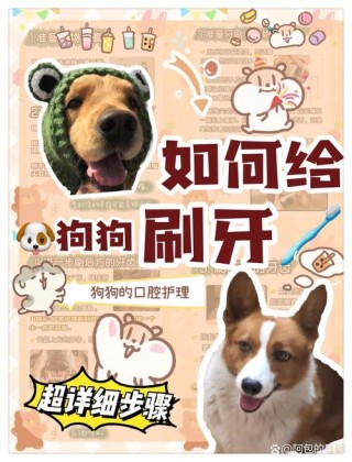 狗狗多久刷一次牙，（狗子多久刷一次牙）