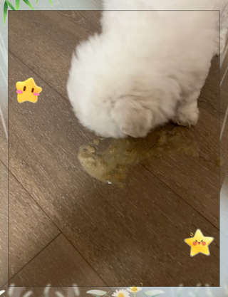 狗狗换环境拉稀正常吗？小狗换环境呕吐拉稀正常吗（最新）