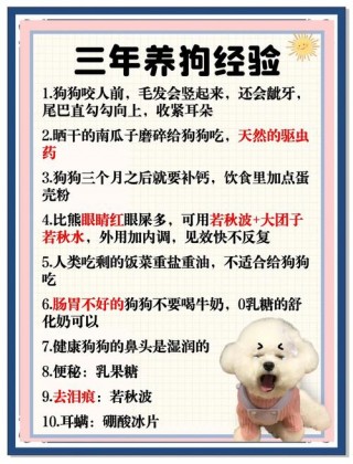 狗狗可以吃稀饭吗？狗狗不吃饭怎么办（最新）