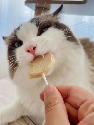 猫咪能吃甜的吗，猫猫能吃甜食吗？