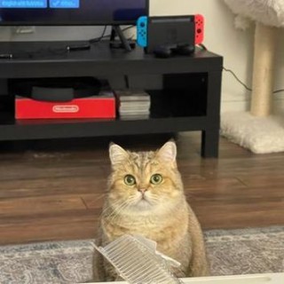 猫咪可以吃花生吗，（猫咪可以吃花生吗为什么）