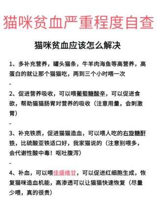 猫咪贫血怎么治疗，（猫咪贫血咋办）