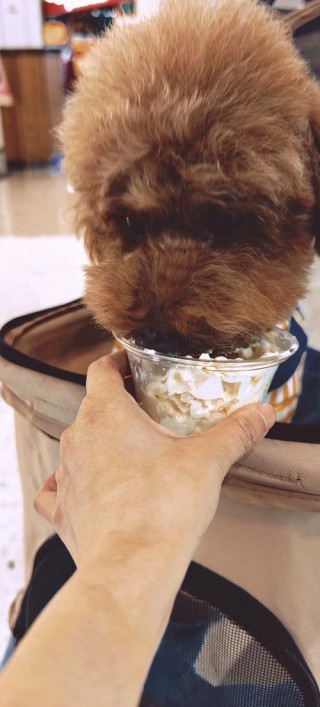 狗狗能吃奶油吗，（狗可以吃奶油么?）