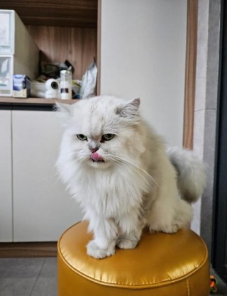 哪种猫咪最温顺最粘人？什么品种的猫比较温顺黏人（最新）