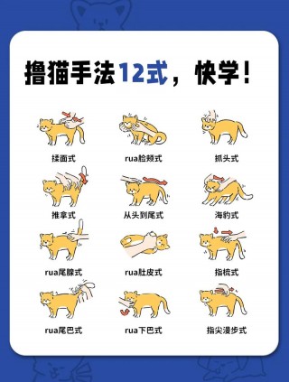 如何让猫咪晚上不闹腾？如何让猫咪晚上不吵（最新）