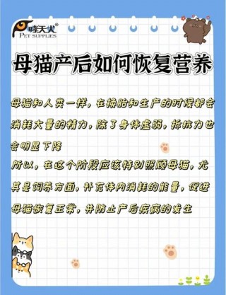 猫咪怀孕不吃东西？猫咪怀孕不吃东西,吐黄水怎么回事（最新）