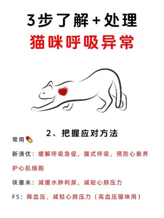 猫咪睡觉呼吸急促，猫咪睡觉呼吸急促腹部起伏快？