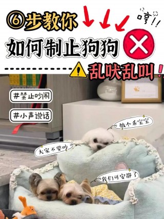狗狗半夜老是叫怎么办，狗狗半夜一直叫是什么原因？
