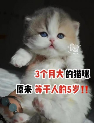 猫咪能喝鸡汤吗，（猫咪能喝鸡汤么）