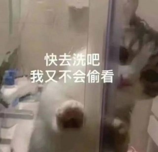 给狗狗洗澡注意什么？给狗洗澡需要注意些什么（最新）