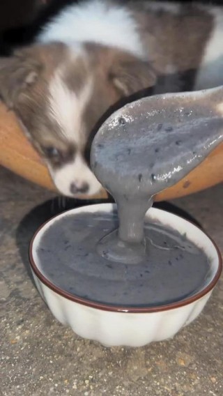 狗狗能吃芝麻吗？狗子可以吃芝麻么（最新）