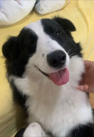 狗狗能喝椰奶吗？狗喝椰奶可以吗（最新）