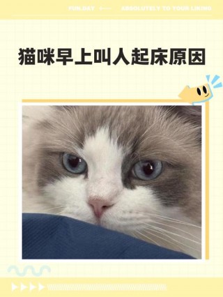 猫咪早上叫人起床原因？猫咪早上叫人起床原因粘人（最新）
