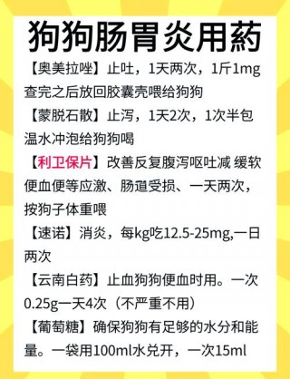 狗狗肠胃炎吃什么食物，（狗狗肠胃炎吃什么食物比较好）