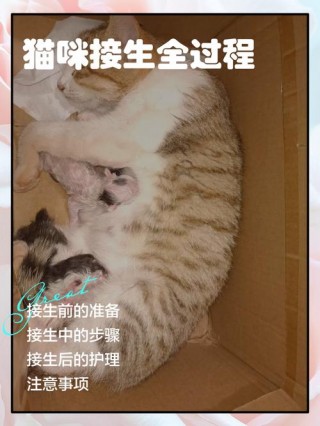 怎么帮猫咪接生？怎么帮猫咪接生孩子（最新）