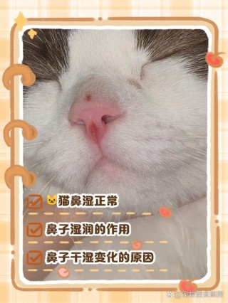 猫咪鼻子湿湿的？猫咪的鼻子湿的（最新）