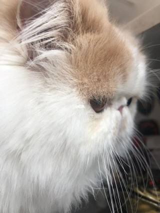 猫咪鼻子不通气像鼻塞？猫咪鼻子塞住不通气（最新）