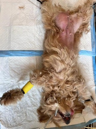 狗狗腹胀状有哪些症状，狗狗胀肚症状？