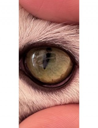 猫咪眼睛受伤了怎么办？猫眼睛受伤了多久能恢复（最新）