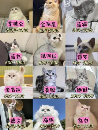 哪种猫咪最温顺好养，（哪种猫咪最温顺好养活）