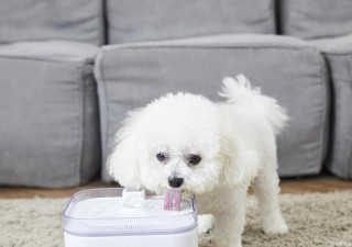 狗狗能吃茶叶吗，（狗可以吃茶水吗）