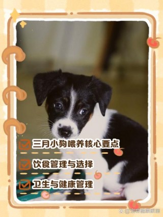 3个月狗狗怎么喂养，（三个月的狗狗怎样喂养）