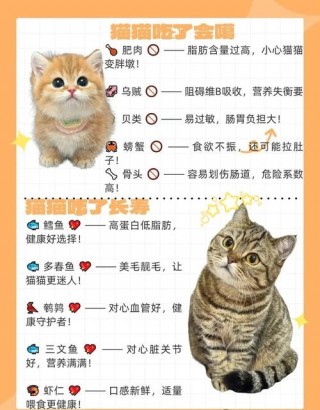 猫咪打疫苗注意事项，（猫打疫苗需要注意）