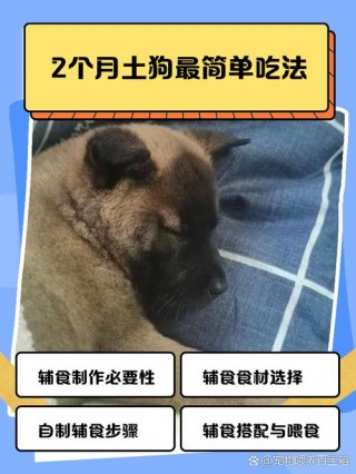 狗狗两个月吃什么，狗狗两个月吃什么食物比较好最健康？