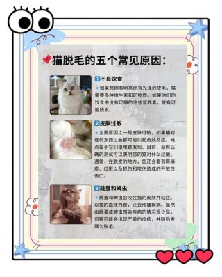 猫咪掉毛的原因及解决方法，（解决猫掉毛的妙招）