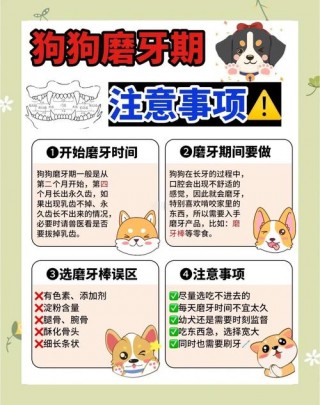 狗狗多大用磨牙棒，狗狗多大给磨牙棒？