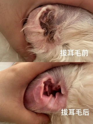狗狗耳朵里的毛要拔吗，狗狗耳朵里的毛要拔吗图片？