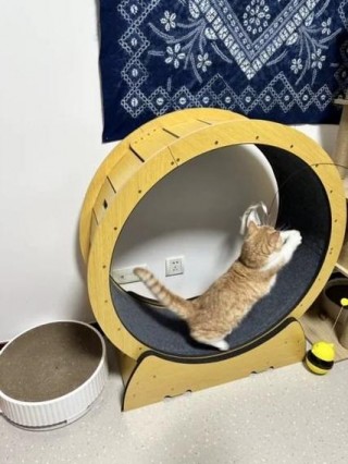 小猫咪喜欢玩什么？小猫喜欢玩的东西有哪些?（最新）