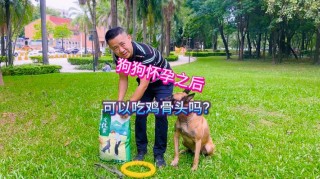 狗狗怀孕不能吃鸡肉吗，（狗怀孕不能吃鸡肉是真的吗）