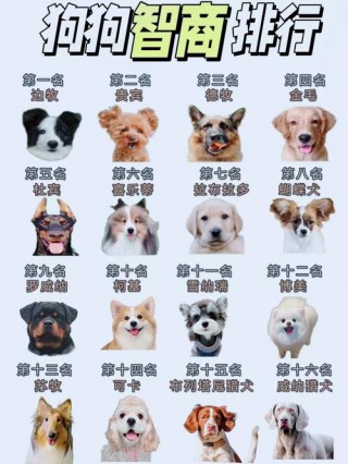 世界上狗狗智商排名，（世界上狗狗智商排名榜前十名）