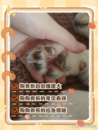 狗狗脚断了怎么办？狗狗脚断了怎么办能自愈吗（最新）