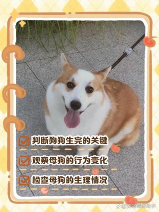 怎么看狗狗生完了没有，怎么看狗狗生完了没有？