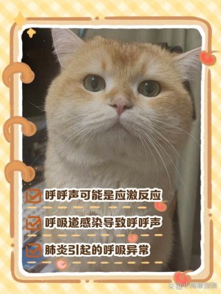 猫咪呼吸有鼻塞的声音？猫咪呼吸声好像鼻塞（最新）