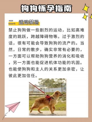 狗狗怀孕期间注意事项？狗狗怀孕后应该注意什么（最新）