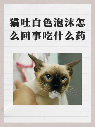 猫咪感冒会吐吗，猫咪感冒会呕吐嘛？