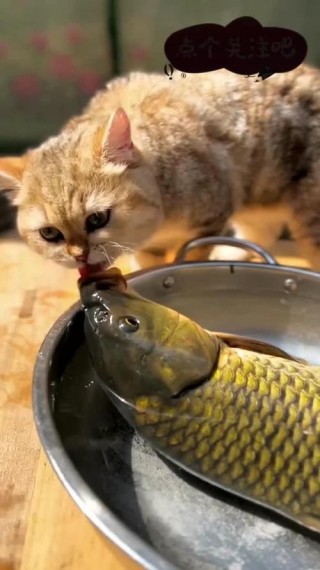 猫咪能吃什么鱼，（猫咪吃什么鱼油效果比较好）
