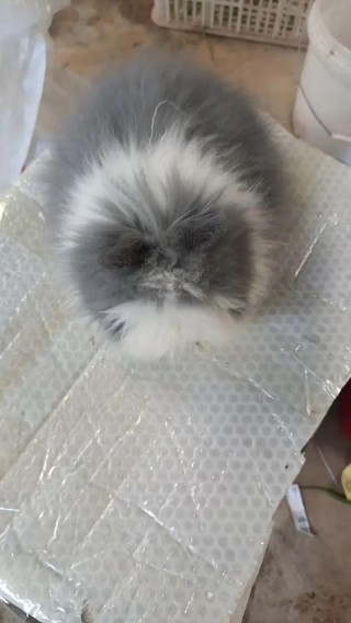 盖脸猫猫兔能长多大，盖脸猫猫兔是什么品种？