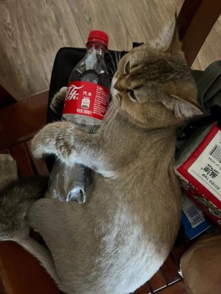 猫咪可以喝可乐吗？猫咪喝可乐吗会怎么样（最新）