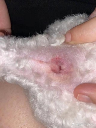 狗狗多大挤肛门腺，（小狗多大能挤肛门腺）