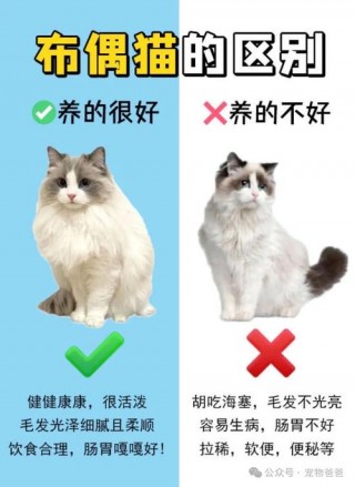 猫咪可以吃的水果？猫咪可以吃的水果有什么（最新）