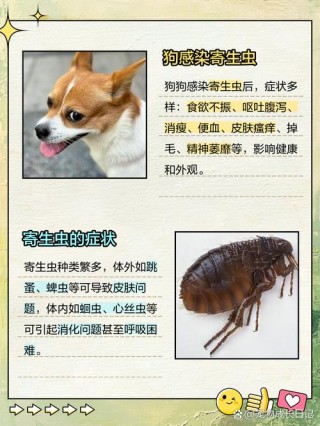 狗狗得了寄生虫的症状？狗狗得了寄生虫怎么治疗（最新）