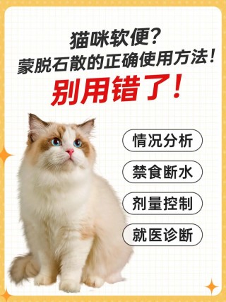 猫咪拉稀吃什么，（猫咪拉稀吃什么药好得快）